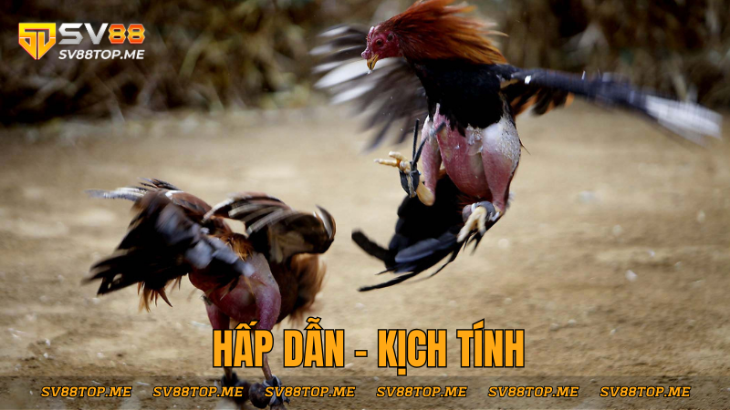 hap-dan-kich-tinh